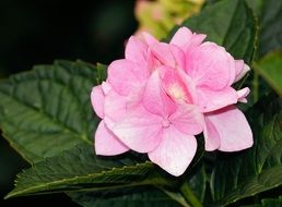 tender pink hydrangea