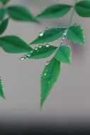 plant leaves in water drops