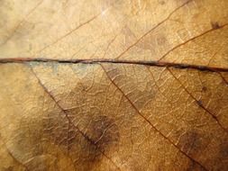 surface of brown fallen leaf, texture