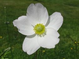 Yellow flower with the white petals