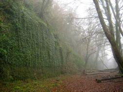 green plants and moss on a rock in a forest on a background of fog