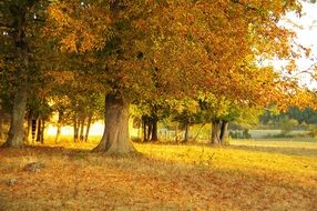 Golden trees in autumn in the forest