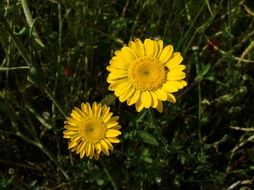 Closeup picture of two yellow daisies in green grass