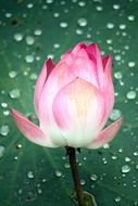 very beautiful lotus pink flowers