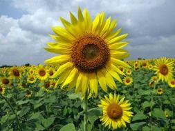 sunflower field in Karnataka India