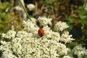Ladybug on the white flowers