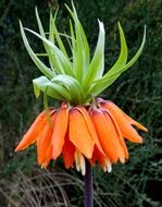 Exotic imperial crown lily flower