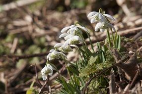 snowdrops on dry grass close up