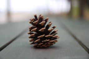 Closeup picture of pine cone plants