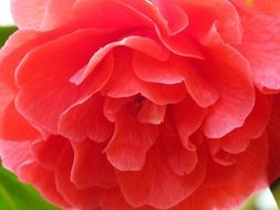 pale red lush rose close up