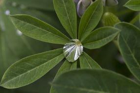 Water drop on green plant