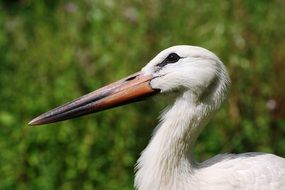 white stork sideways