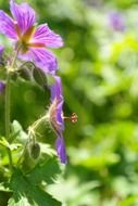 Purple flowers among the garden