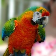 macaw parrot bird