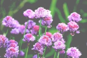 fluffy purple wildflowers