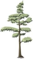 conifer as a graphic illustration