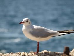 seagull with a red beak on the coast