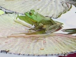 Green frog on a water lily