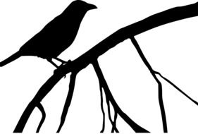 black silhouette of a raven on a branch