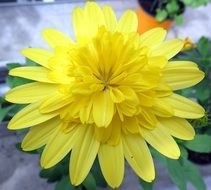 yellow flower in nature close up