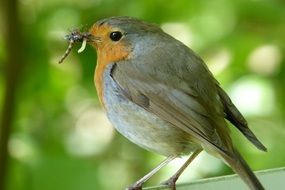 red goblet with a worm in its beak