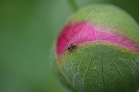 tiny ant on the peony bud