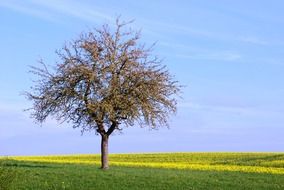 tree in the field on a clear sunny day