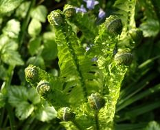 fern green plant