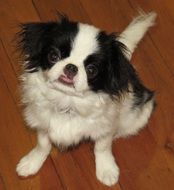 Picture of japanese chin dog