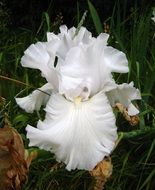 white iris close up