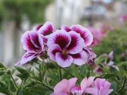 Maco photo of the white and purple flowers
