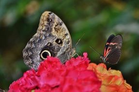 wildlife of butterfly insect