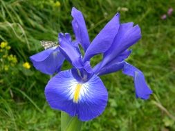 Blue flowers blossom on the mountain in spring