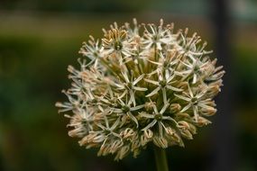 bulb flowers plant close green macro recording