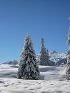 snowy firs in winter on a sunny day