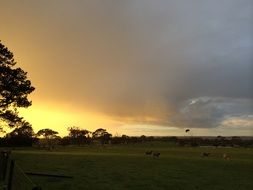 sheep on a ranch in cloudy weather