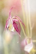 painting of blooming flower