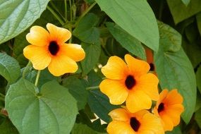 black eyed susan