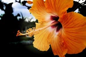 pale orange hibiscus close up