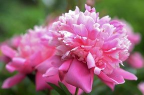 Beautiful pink lily flowers