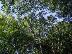 green dense forest