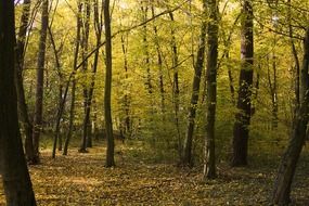 trees with green leaves in the forest in autumn