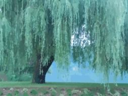 weeping willow on the shore