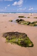 coast beach stones sea seaweed