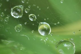 Water drops on the web