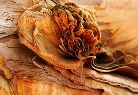 marvelous paperbark tree bark