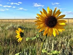 landscape of impressive sunflower field