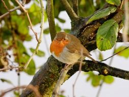 robin on a tree branch in winter