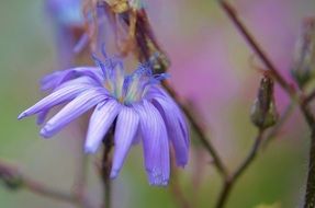flower on bare branch