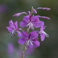 inflorescence of fireweed, chamerion angustifolium, macro